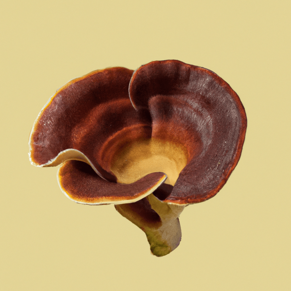 An image of reishi mushroom on a pastel yellow background_the benefits of reishi mushroom_wearehumans.digital